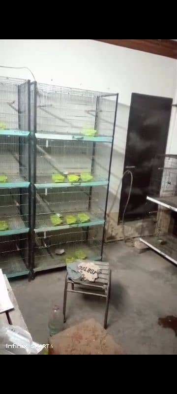 birds cage 0