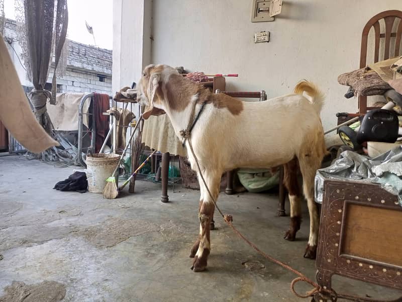 Donda  Betal cross rajanpuri 2
