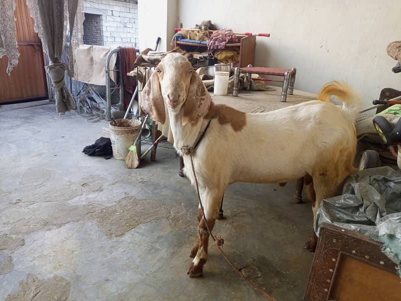 Donda  Betal cross rajanpuri 3