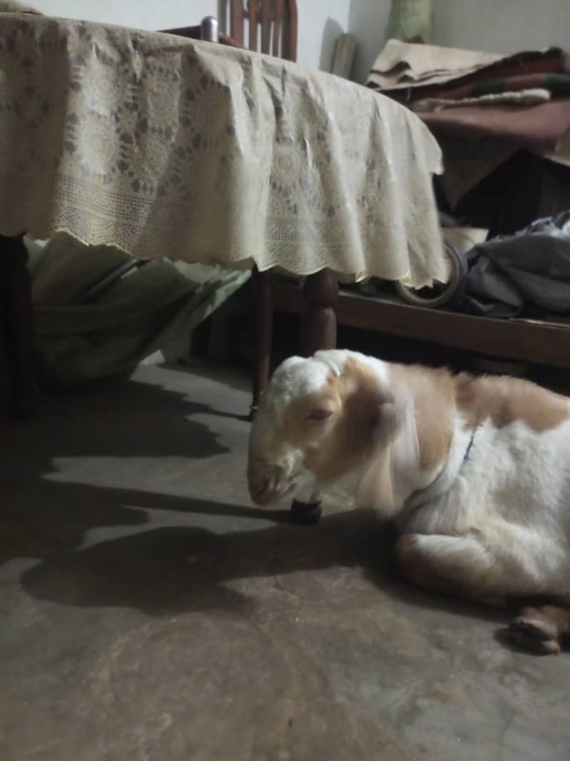 Donda  Betal cross rajanpuri 4