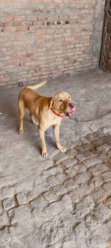 Dog For Sale 1