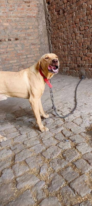Dog For Sale 2