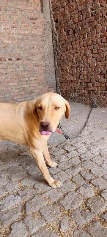 Dog For Sale 3