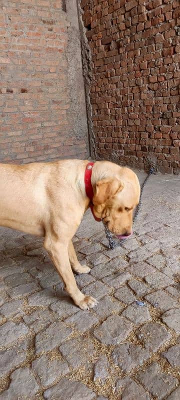 Dog For Sale 4