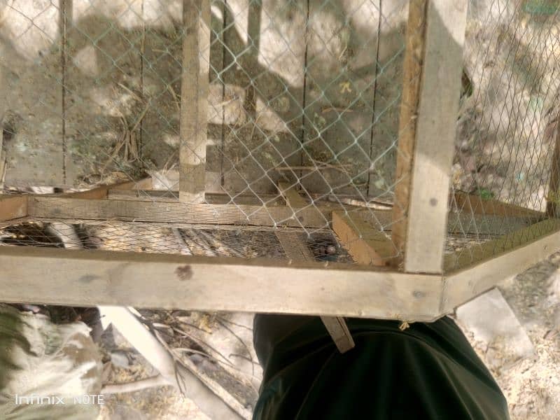 Silver Sebright for Sale Cage  3portion wood   Incubator 250 to 300egg 3