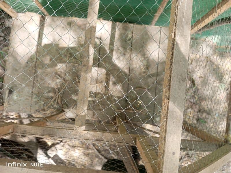 Silver Sebright for Sale Cage  3portion wood   Incubator 250 to 300egg 6