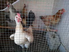 Golden Misri Hens And Rooster For Sale