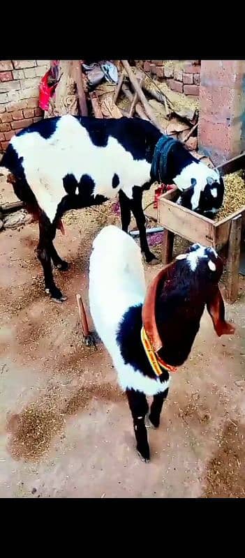 betal bakri 1
