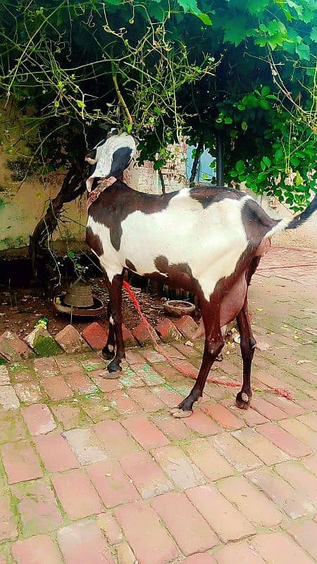 betal bakri 2