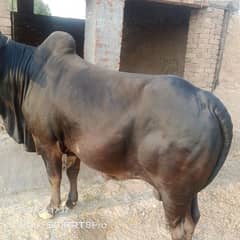qurbani