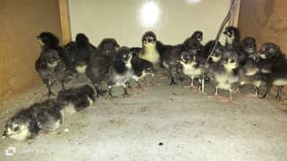 austrolop chicks