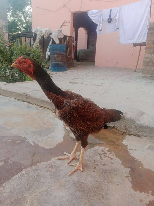 king size aseel shamo female for sale 0