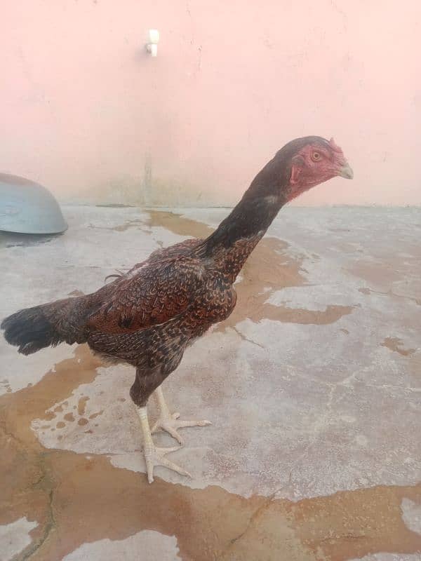 king size aseel shamo female for sale 1