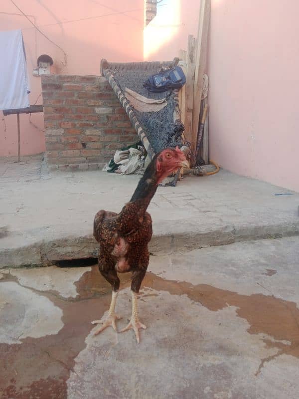 king size aseel shamo female for sale 2