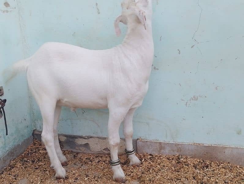gulabi tapra 0