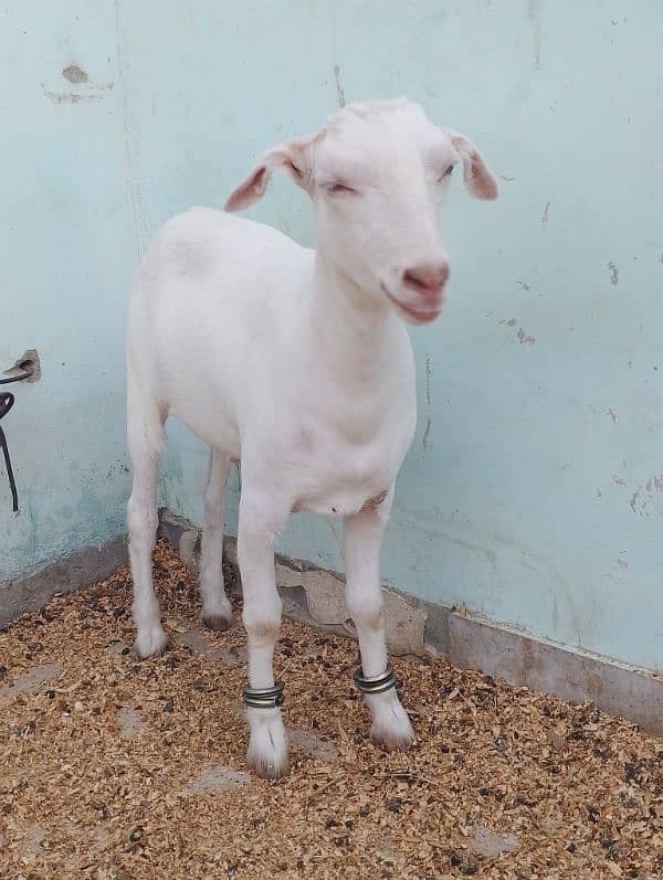 gulabi tapra 4