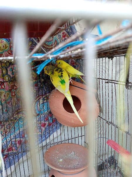 7  parrots and cage 6