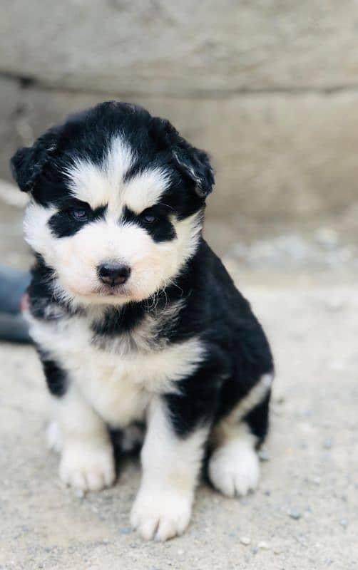 Siberian husky puppies for sale 2