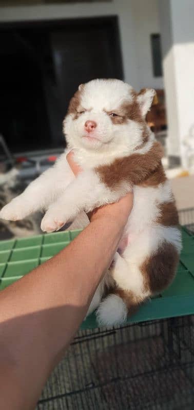 Siberian husky puppies for sale 3