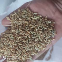 wheat