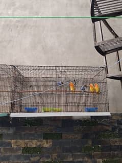 lovebirds
