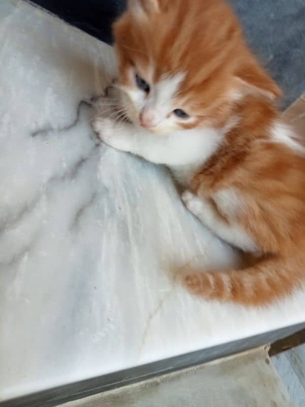 semi persian 0
