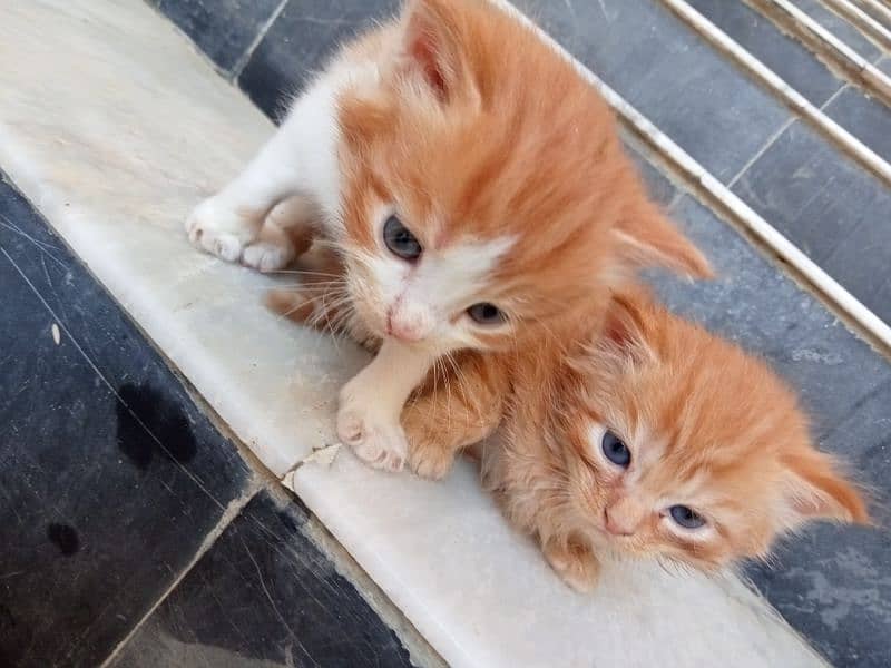 semi persian 1