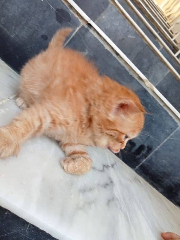 semi persian 2