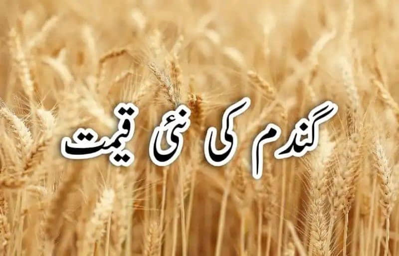 chaki atta our dasi gandem for sale 0