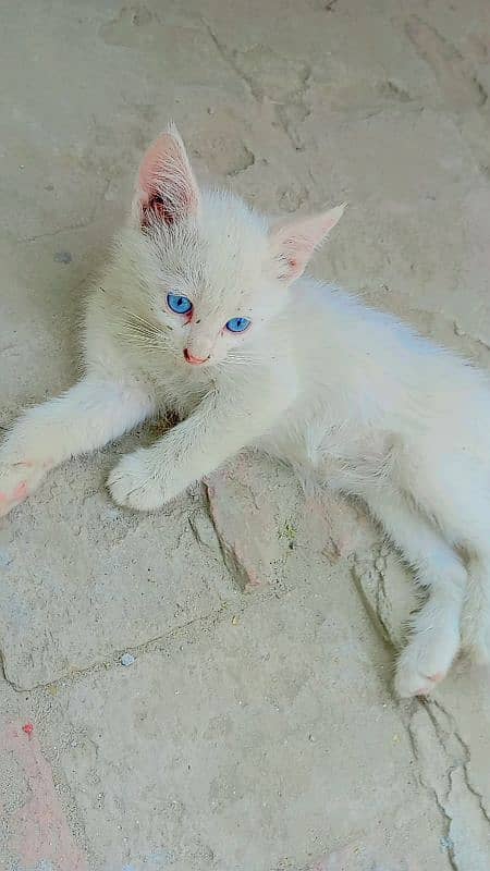 Persian little kittens 0