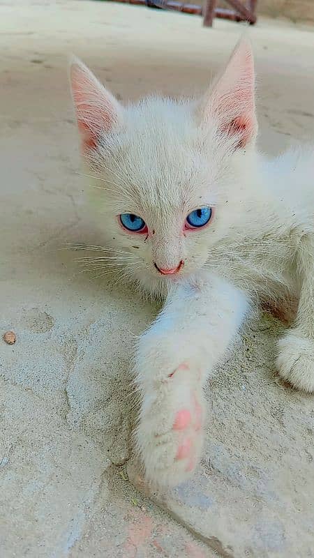 Persian little kittens 1