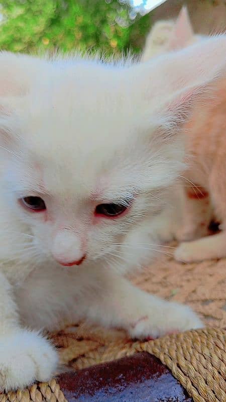 Persian little kittens 4