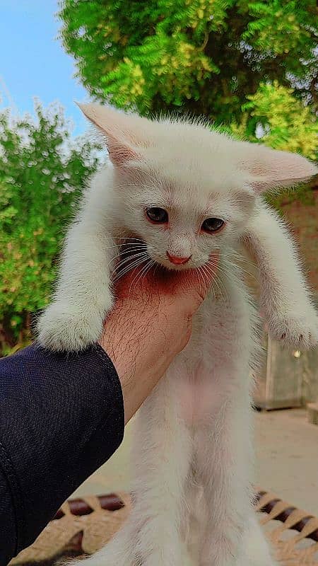 Persian little kittens 5