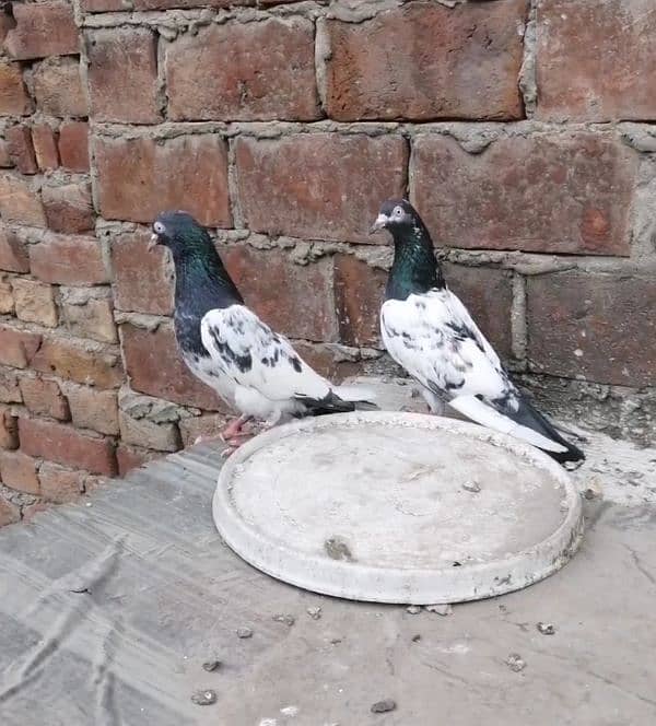 pure quality Breeder pair 0