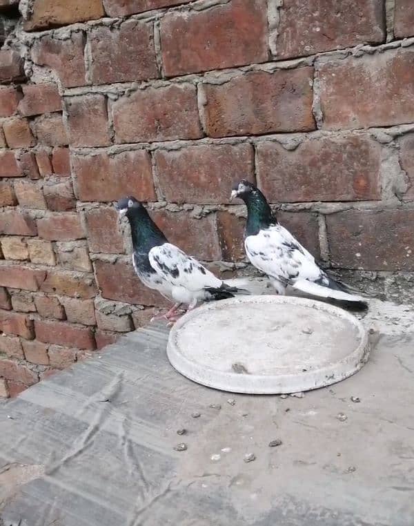 pure quality Breeder pair 1