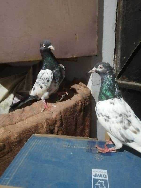 pure quality Breeder pair 2