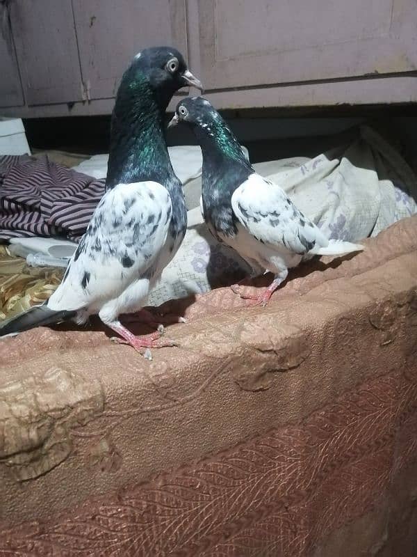 pure quality Breeder pair 4