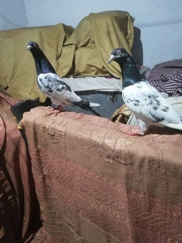 pure quality Breeder pair 5