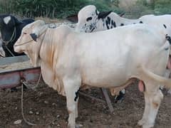Big gulabi ablak bulls