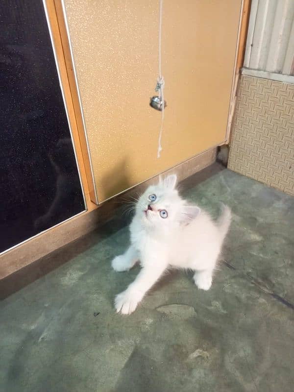 pure Persian male kitten for urgent sell 0