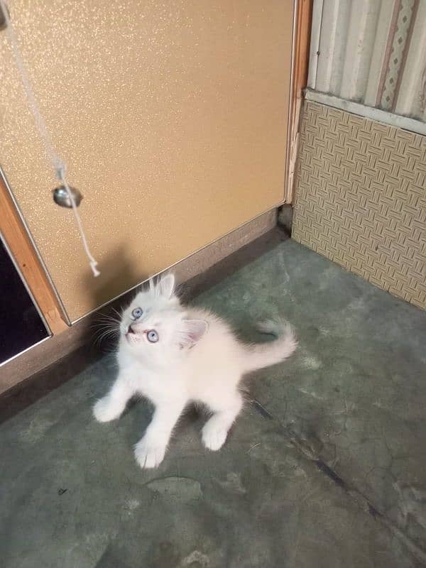 pure Persian male kitten for urgent sell 1