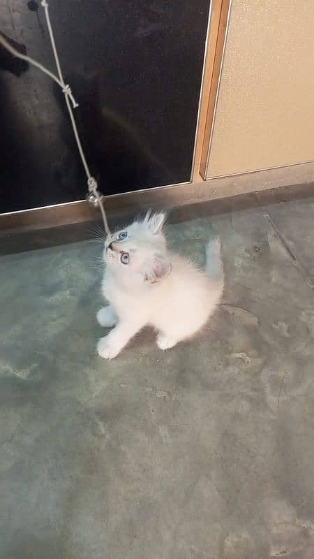 pure Persian male kitten for urgent sell 2