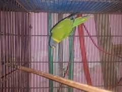 female