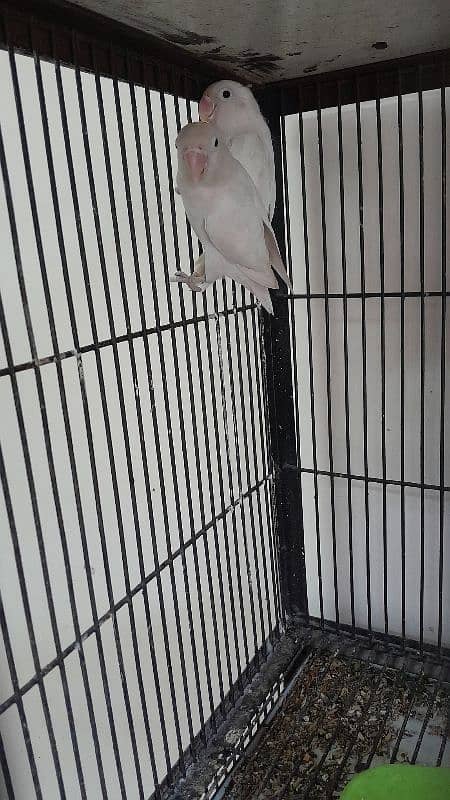 Albino split red eye Breeder pair 0