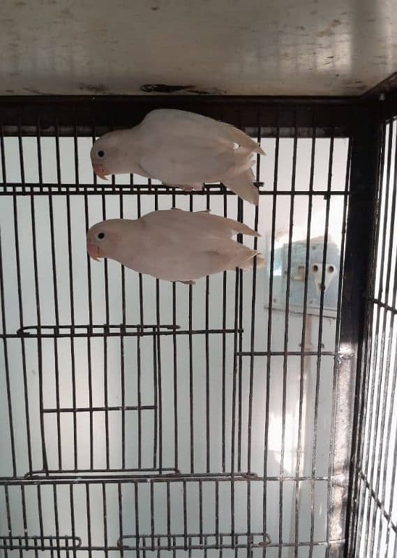 Albino split red eye Breeder pair 1