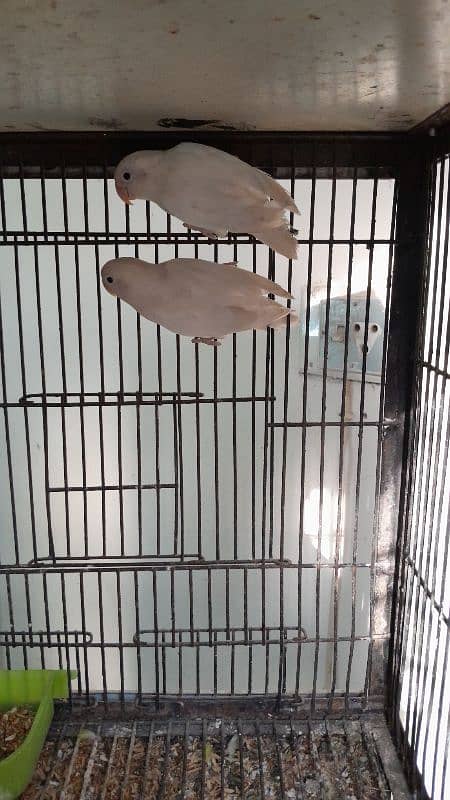 Albino split red eye Breeder pair 2