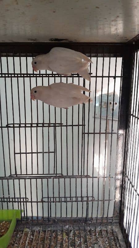 Albino split red eye Breeder pair 3