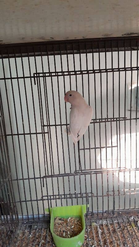 Albino split red eye Breeder pair 4