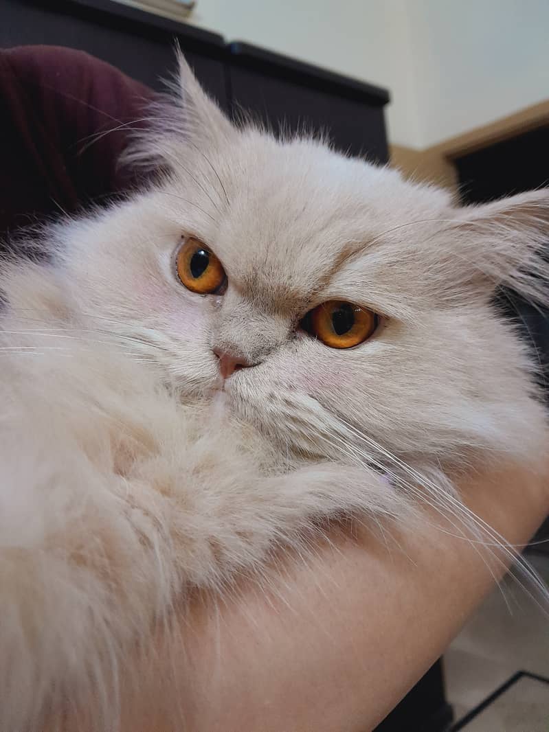 Persian female kitten, semi punch face 3