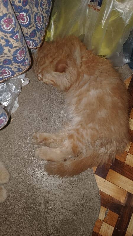 Persian 0
